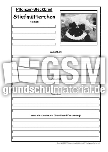 Pflanzensteckbrief-Stiefmütterchen-SW.pdf